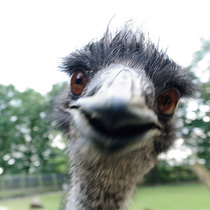 Emu