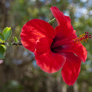 Hibiscus.jpg