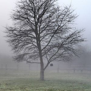 baum_nebel.jpg