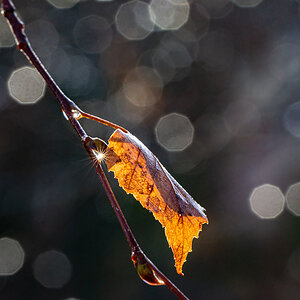 OF2_35370.jpg