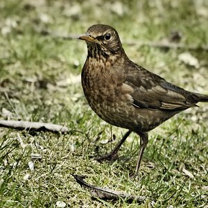 _Amsel.jpg