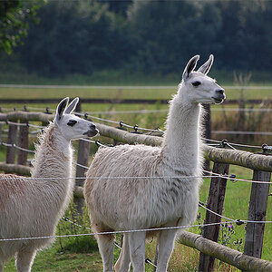 DSC_0596PAxl.jpg