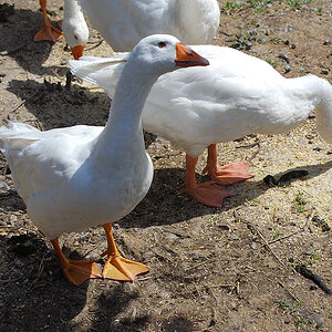 DSC_4285Sxl.jpg