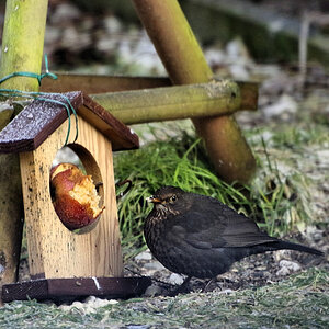 Amsel am Buffet.jpg