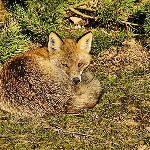 _Im Schlaf überrascht. Wildlife bin ich ihm nie wieder so nahe gekommen..jpg