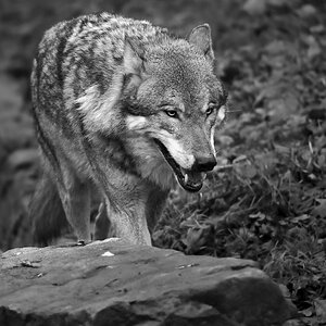 Wolf SW.jpg