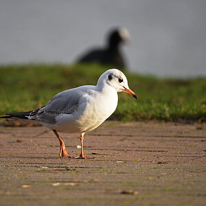 811_5203at2l10fks70p1.jpg