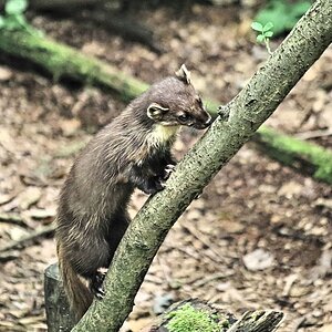 Auf Futtersuche Stamm auf und ab in Hankensbüttel.jpg