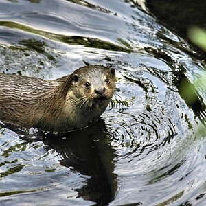 Otter in Hankensbuettel 1.jpg