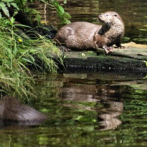 Otter in Hankensbuettel 2.jpg
