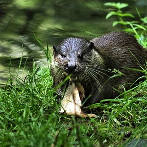 Otter in Hankensbuettel 3.jpg