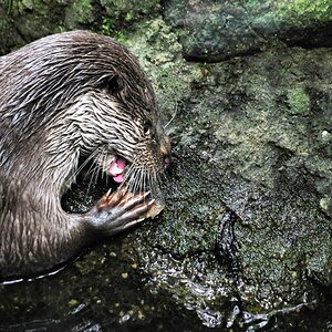 Otter in Hankensbuettel 5.jpg