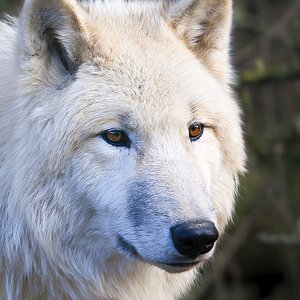 Polarwolf
