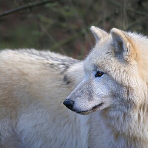 Polarwolf2