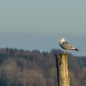 DSC_1110.jpg
