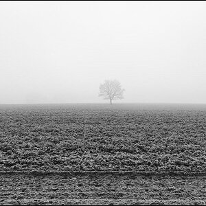 Nebelbaum 2.jpg