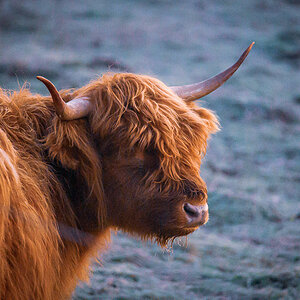 Highland Cattle
