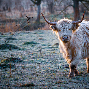 Highland Cattle