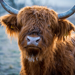 Highland Cattle