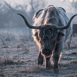 Highland Cattle