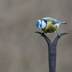 Blaumeise 1.jpg