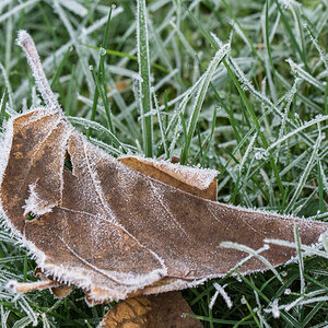 Frost-2.jpg
