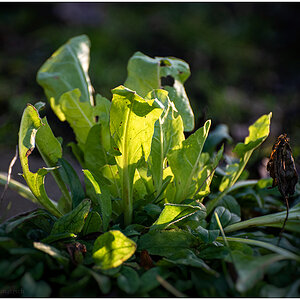 018 Schrebergarten - Mangold in Wintersonne