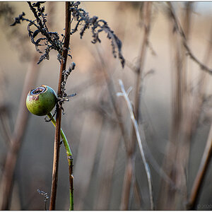 019 Schrebergarten - Winterliches Blumenbeet