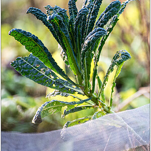 020 Schrebergarten - Kohl im winterlichen Gemüsebeet