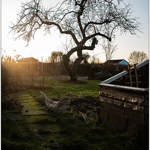 021 Schrebergarten - Apfelbaum in Wintersonne