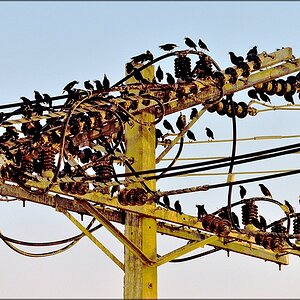 comp_birds.jpg