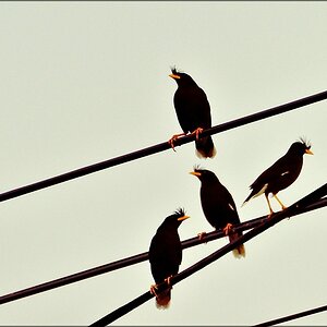 comp_birds3.jpg