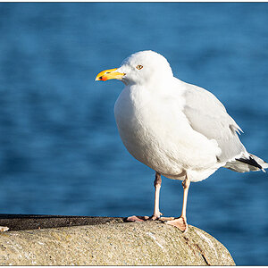 026 Kiel - Möwe an der Kiellinie in der Sonne