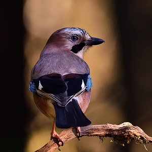 2019_27895.jpg