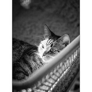 TierDSC_3088.jpg