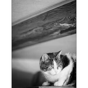 TierDSC_3096.jpg