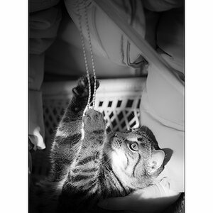 TierDSC_3101.jpg
