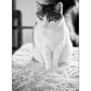 TierDSC_3109.jpg