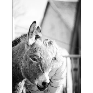 TierDSC_3137.jpg