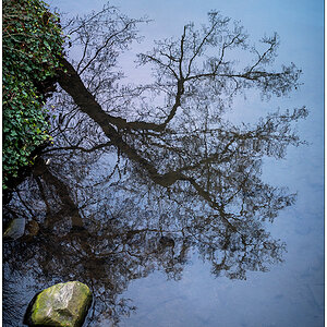 033 Schrevenpark Baum-Teich-Spiegelung I