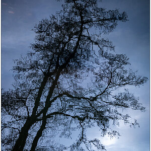 034 Schrevenpark Baum-Teich-Spiegelung II