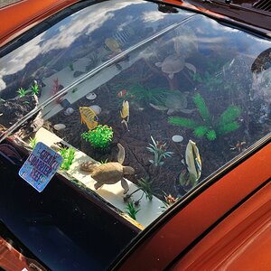 VW Typ 3 "Great Barrier Reef"
