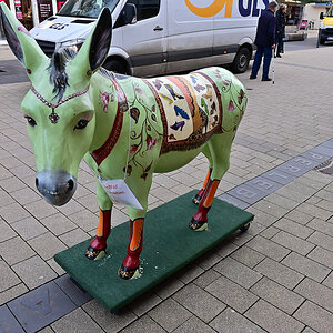Z50_0594_DxO.jpg