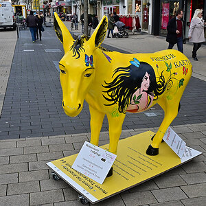 Z50_0599_DxO.jpg
