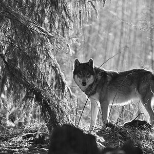 wolf_PH8_4486.jpg