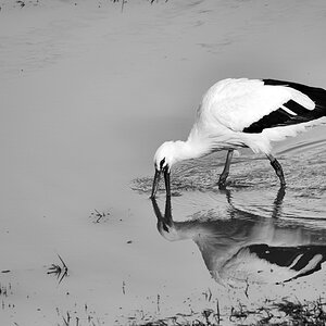 storch_sw_900.jpg