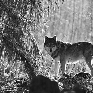 wolfPH8_448.jpg