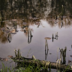 Tristesse im Uelzener Forst 2.jpg
