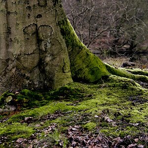 Tristesse im Uelzener Forst 3.jpg