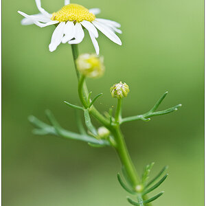 039 20190618 Schrebergarten 08
